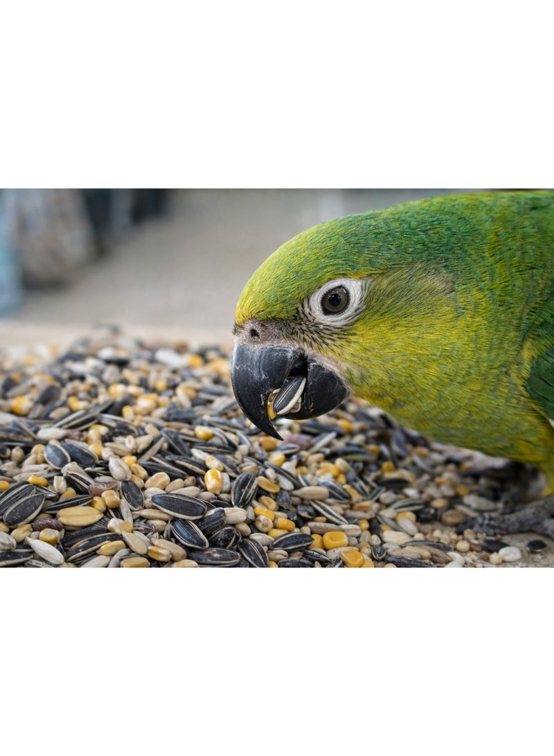 خلطة طعام متكاملة للطيور – تغذية صحية وطاقة يومية - Image 2